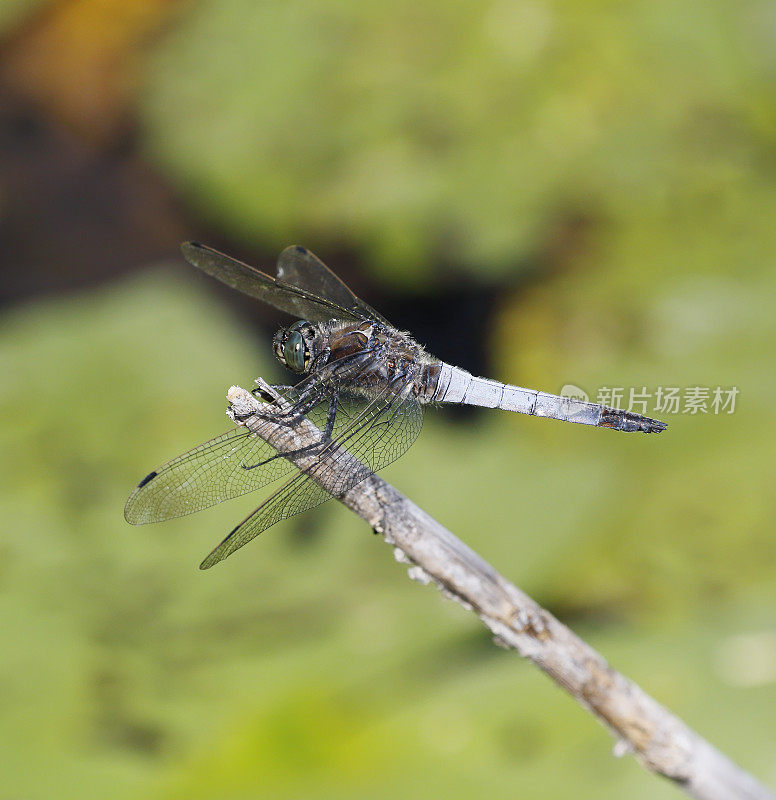 黑尾蜻蜓(Orthetrum cancellatum)雄性